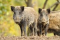 Family of wild hogs Royalty Free Stock Photo