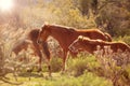 Family of Wild Horses in Golden Light