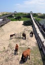 Family Of Wild Horses Grazing On Beach