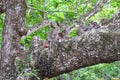 Family of wild monkeys resting Royalty Free Stock Photo