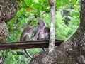 Family of wild monkeys on a tree Royalty Free Stock Photo