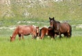 Family of Wild Mustang horses in a green grassy meadow in Northern Nevada. Royalty Free Stock Photo
