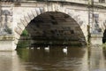 Family of wild mute swans drift under English Bridge arch in Shrewsbury UK Royalty Free Stock Photo