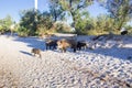 Family of wild pigs playing on sea beach Royalty Free Stock Photo