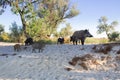 Family of wild pigs plays on beach sands Royalty Free Stock Photo