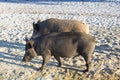 Family of wild pigs walking on coastal sands Royalty Free Stock Photo