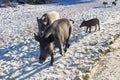 Family of wild pigs walks on sandy sea beach coast Royalty Free Stock Photo