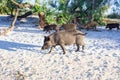 Family of wild pigs walks on sea coast sands Royalty Free Stock Photo