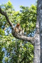 Family of wild Proboscis monkey or Nasalis larvatus, in the rainforest of island Borneo, Malaysia, close up Royalty Free Stock Photo