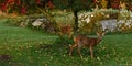 A family of wild Roe deer, Capreolus capreolus standing under a Spindle Tree