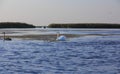 Family of wild swans. Astrakhan region. Russia