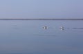 Family of wild swans. Astrakhan region. Russia