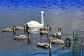 Family of wild swans on the lake. Strong proud bird. Natural wildlife. Close-up.