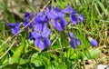 Family of wild viola flowers