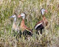 Whistling ducks in tall grass