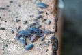 Family of woodlice on a brick