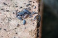 Family of woodlice on a brick Royalty Free Stock Photo