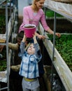Family working together in greenhouse. Little blond boy holding pink pot above his head, mum and dad planting flowers in