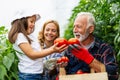 Family working together in greenhouse. Portrait of grandfather, child working in family garden. Royalty Free Stock Photo