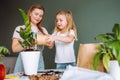 Family of young blonde woman and toddler girl transplant indoor plants at home. Mother and daughter spend time together Royalty Free Stock Photo