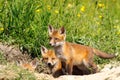 Family of young fox cubs near the den Royalty Free Stock Photo