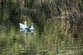 Young geese swimming on a pond