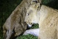 Family of young lions lying in the dense night grass of the African savannah