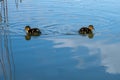 Family of young mallard ducklings in early spring