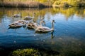 Family of young mute swans