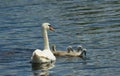 A family of young swan with her mother swimming in a protected area. Royalty Free Stock Photo