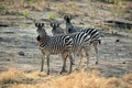Family of zebra standing in the African savannah Royalty Free Stock Photo