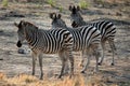 Family of zebra standing in the African savannah Royalty Free Stock Photo