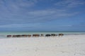 Family of zebu cattle walking along the beach near sea water of Zanzibar island, Tanzania, Africa. Cows and bull with a calf on