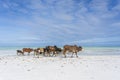 Family of zebu cattle walking along the beach near sea water of Zanzibar island, Tanzania, Africa. Cows and bull with a calf on
