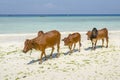 Family of Zebu cattle