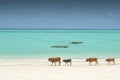 Family of Zebu cattle walking along the beach of Zanzibar, Tanzania