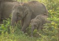 Elephant family, Sri Lanka Royalty Free Stock Photo