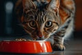 A Famished Feline Anticipates A Meal Next To Its Feeding Bowl