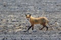 Skinny Red Fox on the run in agriculture field and looking at photographer