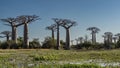 The famous alley of baobabs in Madagascar. Royalty Free Stock Photo