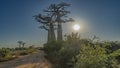 The famous alley of baobabs. Madagascar.