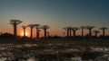 The famous alley of baobabs at sunset. A row of trees with compact crowns