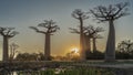 The famous alley of baobabs at sunset.