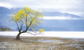 The Famous Alone Tree at Lake Wanaka in Autumn,  Queenstown, New Zealand Royalty Free Stock Photo