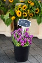 The famous Amsterdam flower market Bloemenmarkt. Bouquet purple tulips.