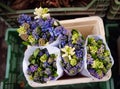 The famous Amsterdam flower market Bloemenmarkt. Bouquets of hyacinths