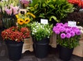 The famous Amsterdam flower market Bloemenmarkt. Dahlias, Phlox, sunflowers Royalty Free Stock Photo