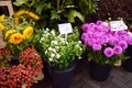 The famous Amsterdam flower market Bloemenmarkt. Dahlias, Phlox, sunflowers Royalty Free Stock Photo