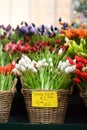 The famous Amsterdam flower market Bloemenmarkt. Multicolor tulips.