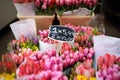 The famous Amsterdam flower market Bloemenmarkt. Multicolor tulips. The Symbol Of The Netherlands Royalty Free Stock Photo